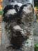 ElCiegoPerillasP0008920